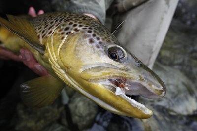 Dry Fly 2011 1 Dry Fly 2011 1